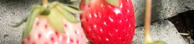 クック4COKYG☆'s header image