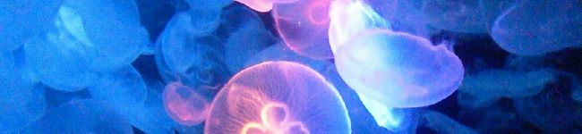 kkmmママ's header image