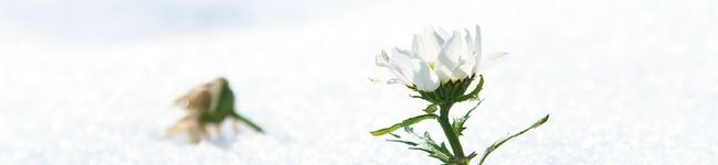 Flowerブーケ's header image