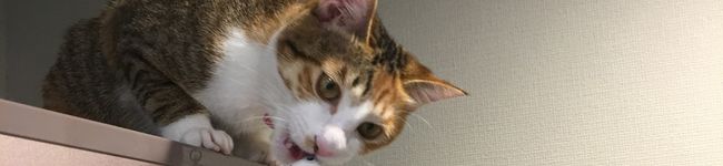 シピねこさん's header image