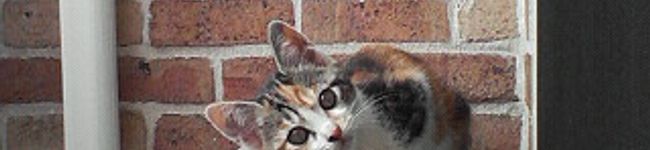 ゆきちゃんまん's header image