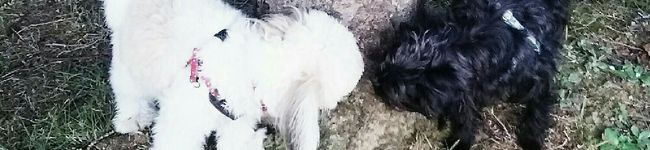 miruya's header image