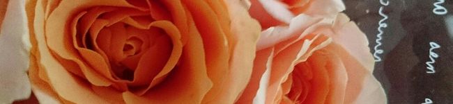 Nyaooosa's header image