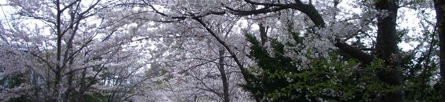 erinco18's header image
