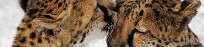 Cafe77's header image