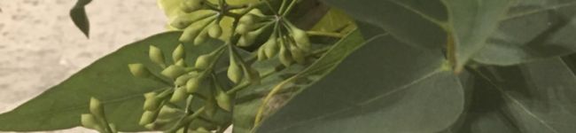 yoko2015's header image