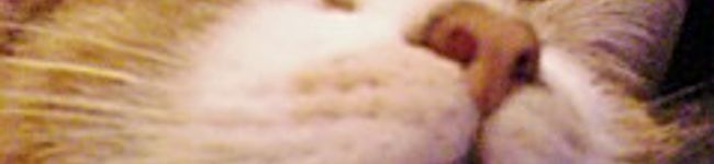 こはぎちゃん's header image