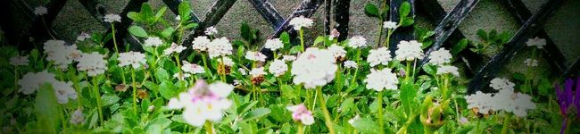 おとhana's header image