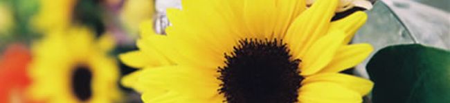 soleily's header image