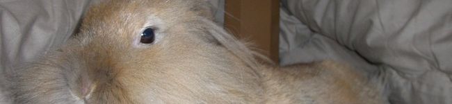 soreil's header image