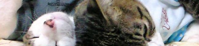 クマココ's header image