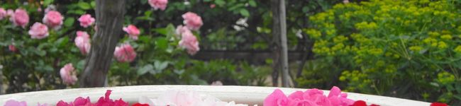 ＊こおこ＊'s header image