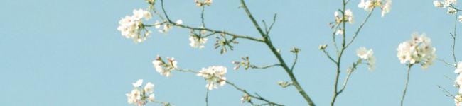 お花りお's header image
