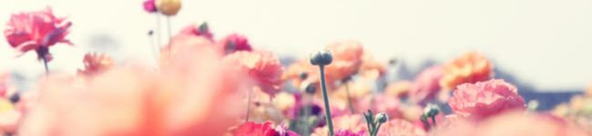 Sakky0511's header image
