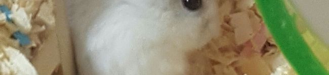 okazakana's header image