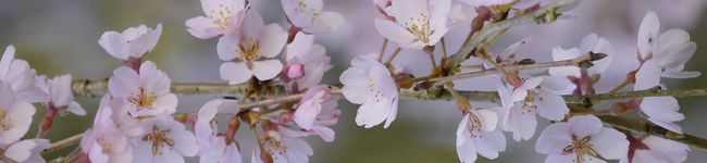 mimama3987's header image