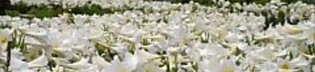 Ｒｏｋｉ's header image