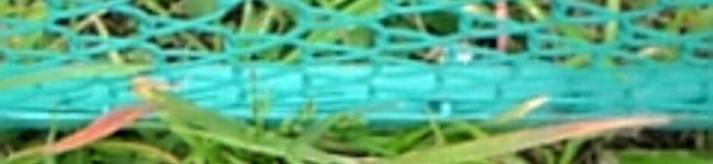 *ミフミフ*'s header image