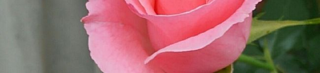クックBO6R9T☆'s header image