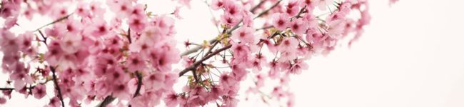 yucco1122's header image