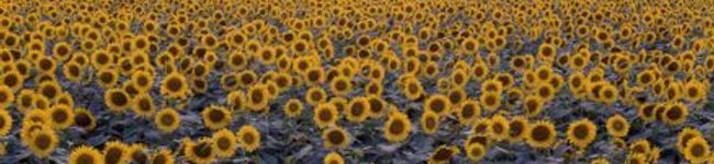 tamaki-s's header image