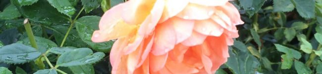 belllmama's header image