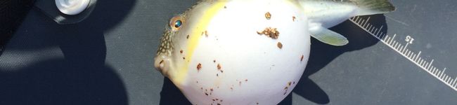 にゃのにぃ's header image