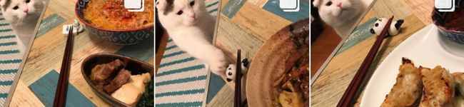 haru_cat's header image