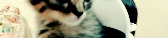 shoba's header image