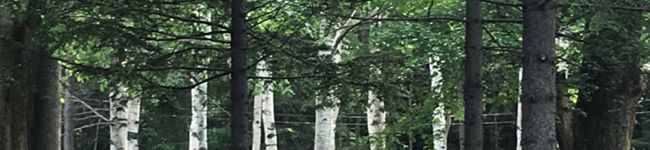 のり〜にょ's header image