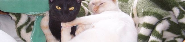 かえる軍曹's header image