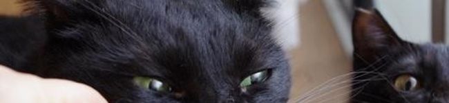 チャゴ's header image