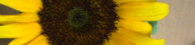 元気一番's header image