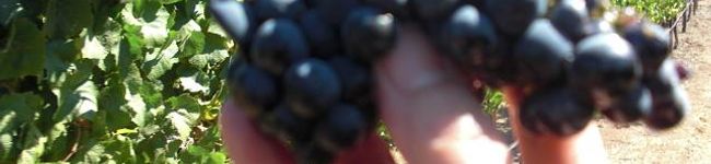 Ginger Addict's header image