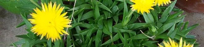 クックLVLFMU☆'s header image