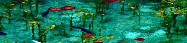 kirisamec's header image