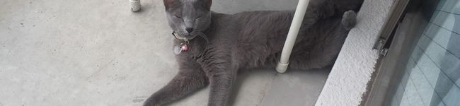 ヨーコチン's header image