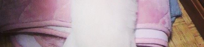 KOKOdai's header image