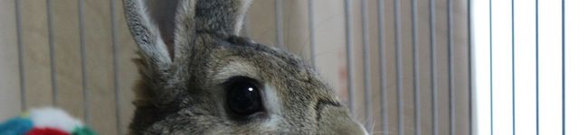 Ｙかわ's header image