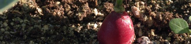 フリスタlunch's header image
