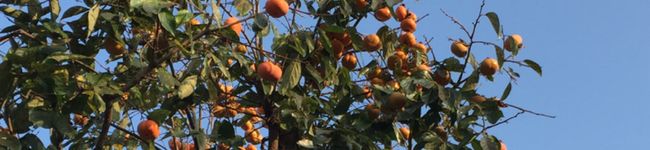 ayamiracle's header image