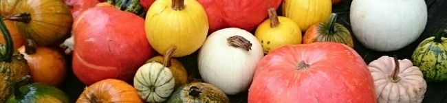 ysunflower's header image