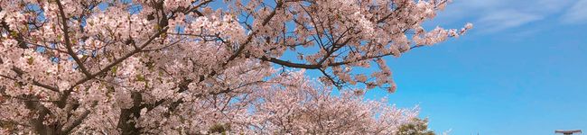 ｓａｋｕｒａ＊'s header image