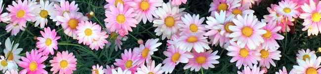 miyuki_o's header image