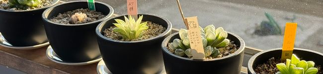 SERAPHIXのぎゃる（元栄養士）'s header image