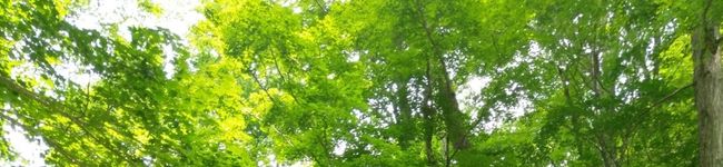yorumuni食堂☆'s header image