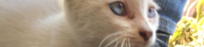 銀猫➕'s header image