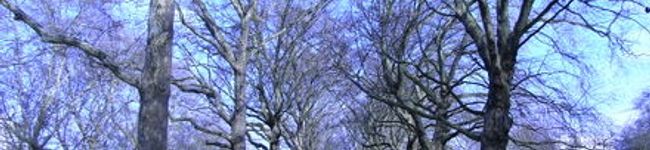 chanae's header image