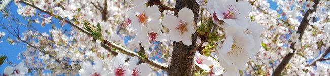 maaac0510's header image