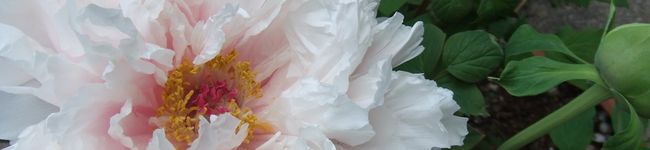 ちゃ茶's header image